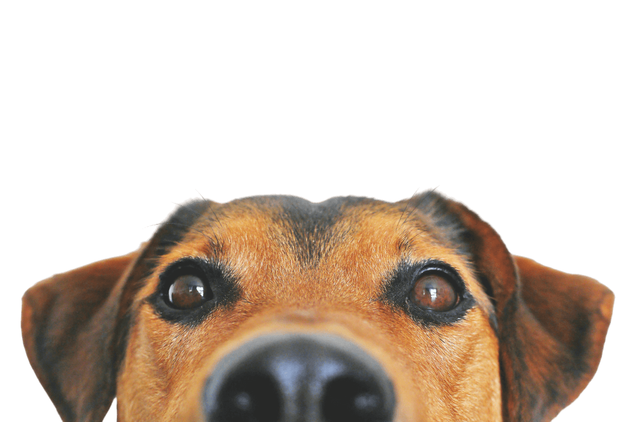 Happy dog after grooming