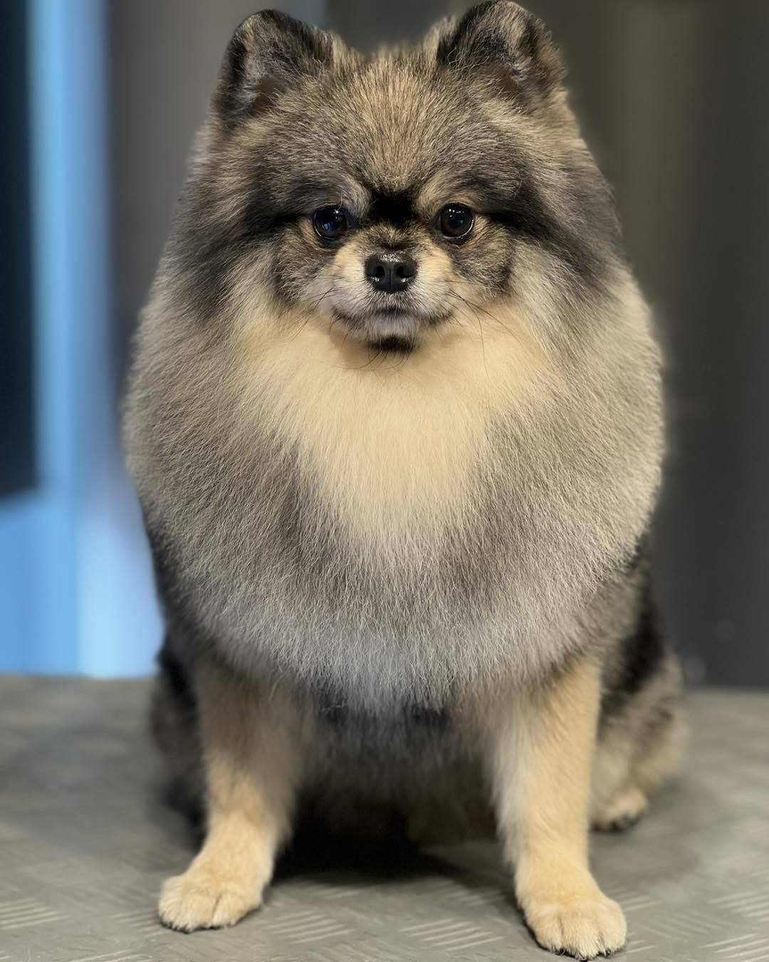 Before and after grooming