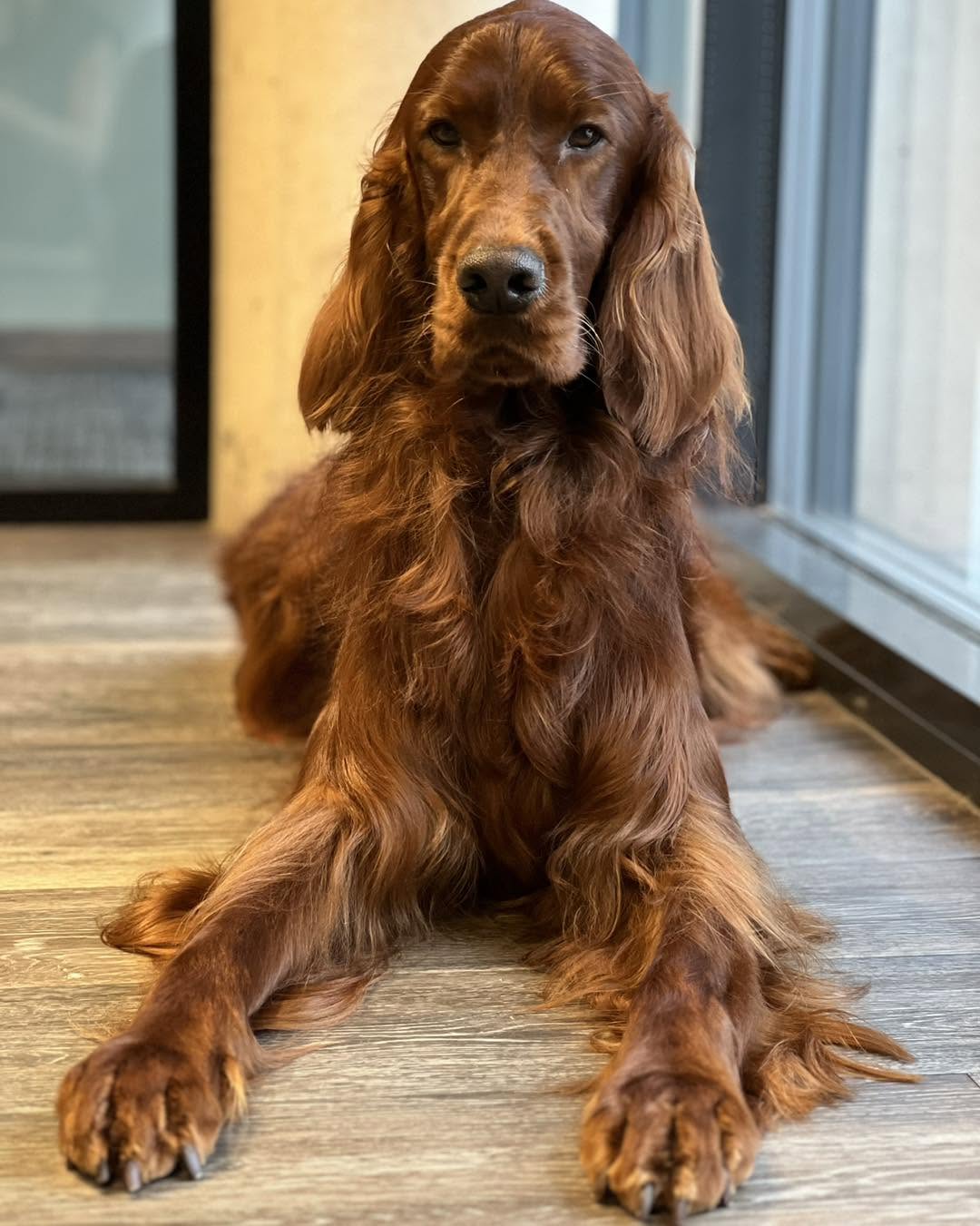 Before and after grooming